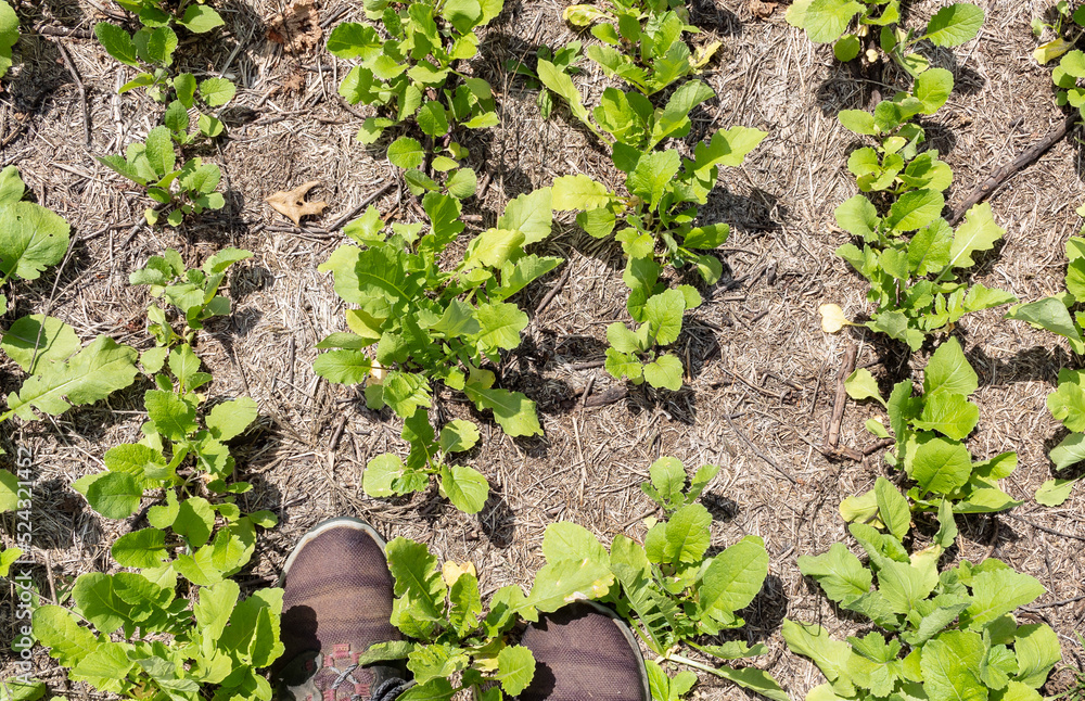 Foto de Young daikon or tillage radish in a notill field with two feet