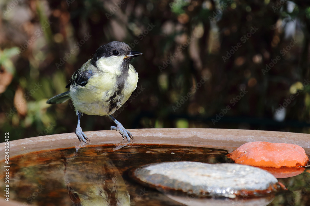 Fototapeta premium Kohlmeise / Great tit / Parus major.