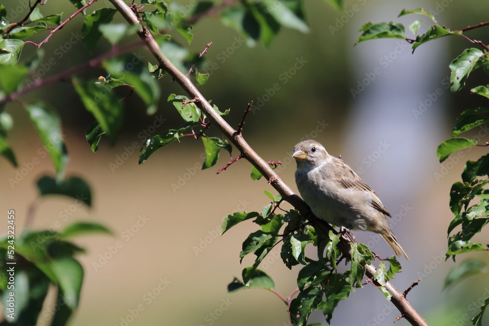 Haussperling / House sparrow / Passer domesticus Haussperling / House sparrow / Passer domesticus