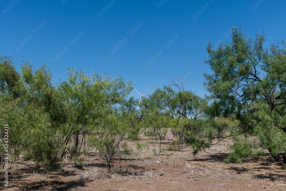 Fototapeta premium Modern west Texas vista in the summer with wind turbines in the desert