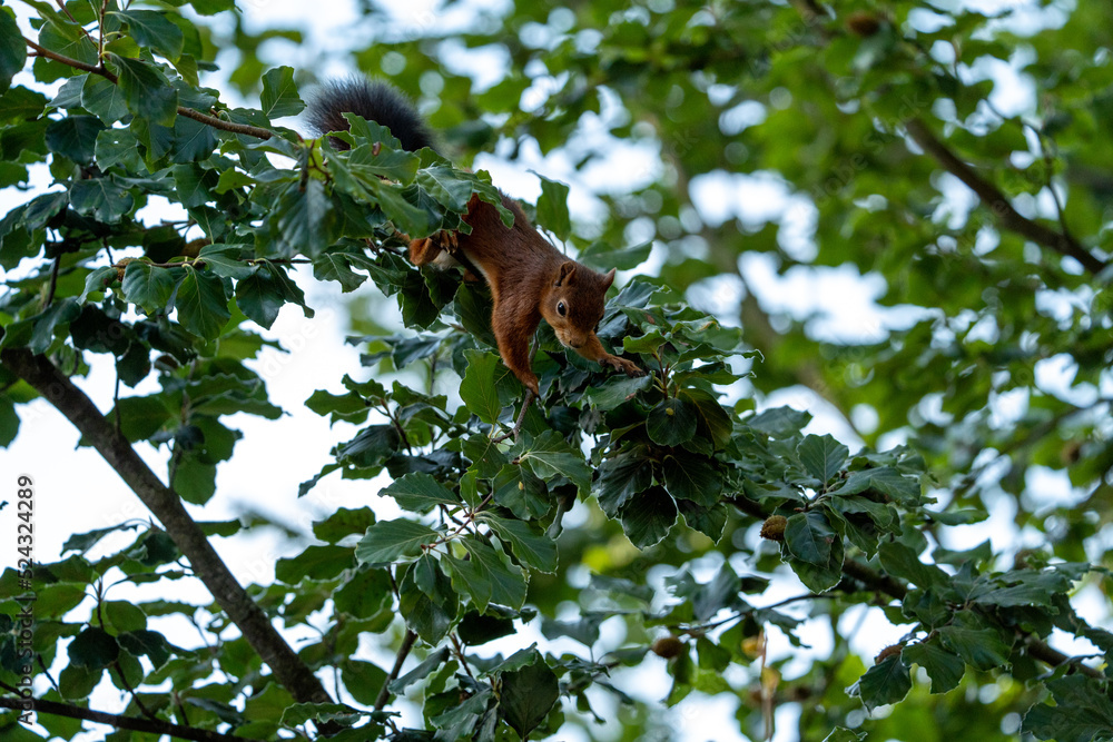 squirrel in tree looking for food (hazelnuts) squirrel in tree looking for food (hazelnuts)