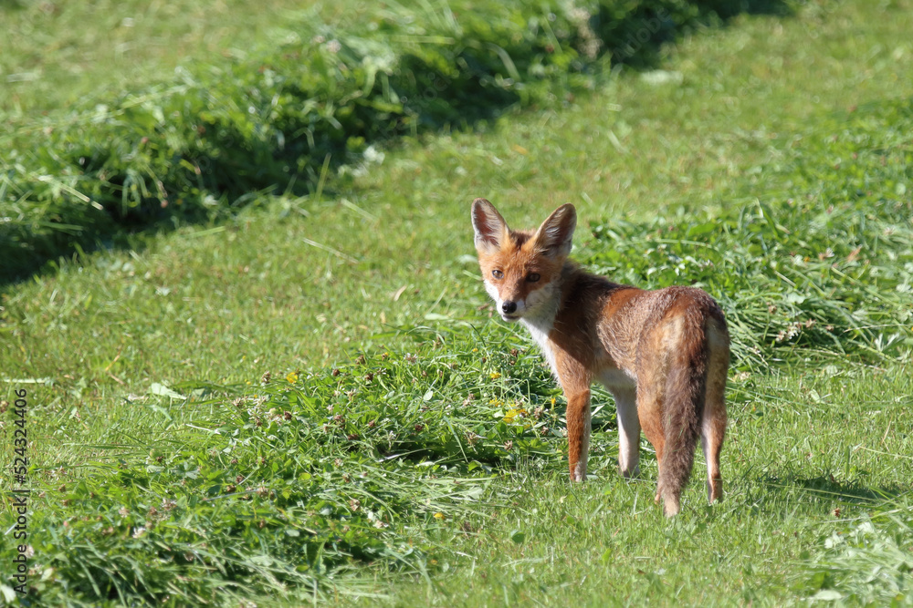 Rotfuchs / Red fox / Vulpes vulpes. Rotfuchs / Red fox / Vulpes vulpes.