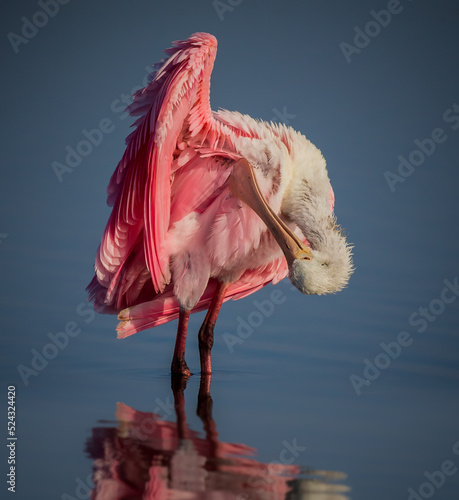 Preening Roseatte spoonbill with wing raised. photo
