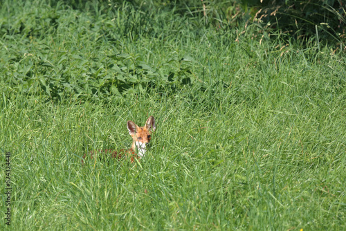 Rotfuchs / Red fox / Vulpes vulpes. © Ludwig