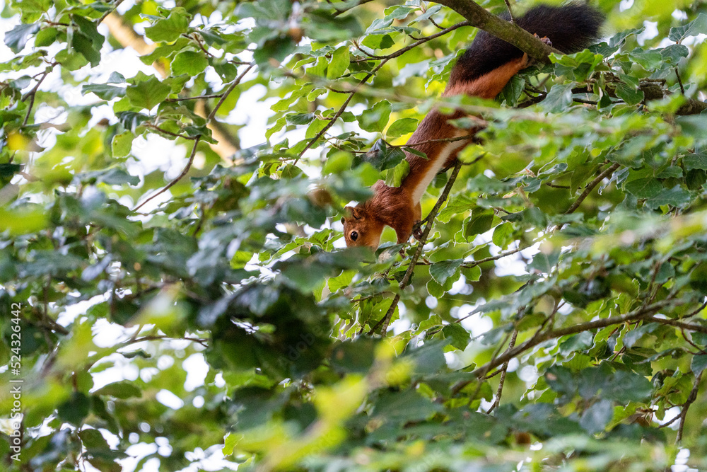 squirrel in tree looking for food (hazelnuts) squirrel in tree looking for food (hazelnuts)