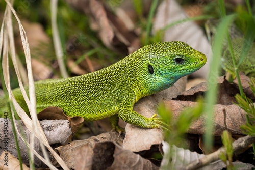 Lagarto Verde Europeo (Lacerta viridis), Parque Nacional de los Lagos de Plitvice, Patrimonio Mundial de la UNESCO, Croacia, europa