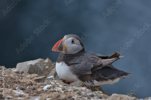 Atlantic puffin sat on the cliff edge. photo