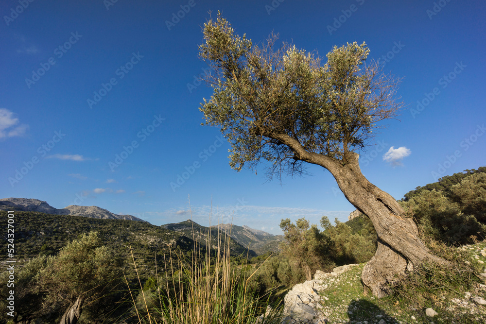Castle Road Alaro, Orient valley, parque natural Sierra de Tramuntana, Mallorca, Balearic islands, Spain Castle Road Alaro, Orient valley, parque natural Sierra de Tramuntana, Mallorca, Balearic islands, Spain