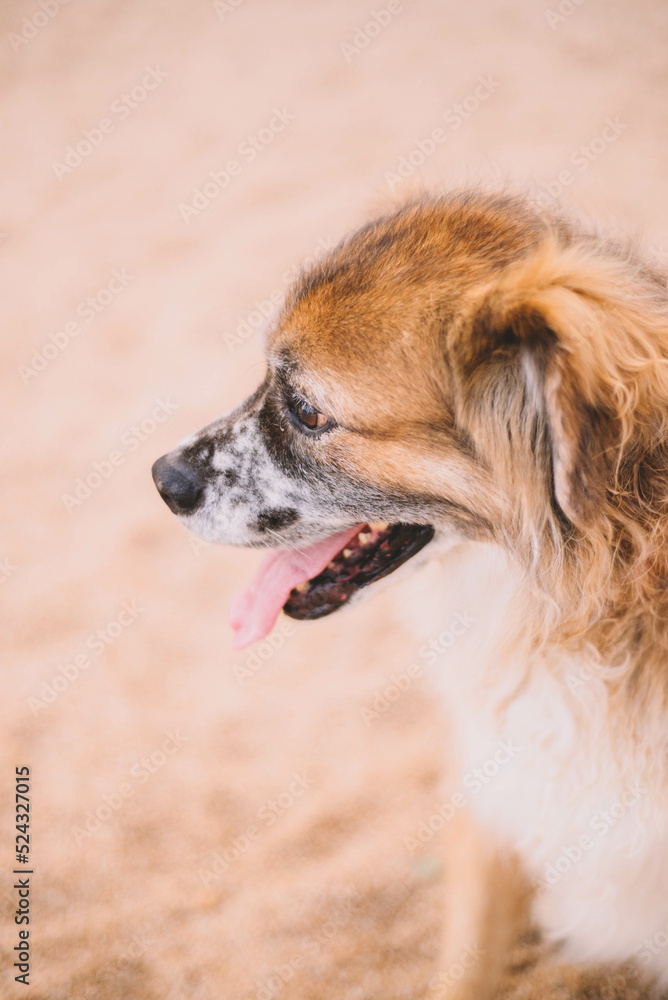Retrato de un perro viejo y peludo sobre la arena de una playa