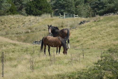 horses in field forrest edge © MIKE
