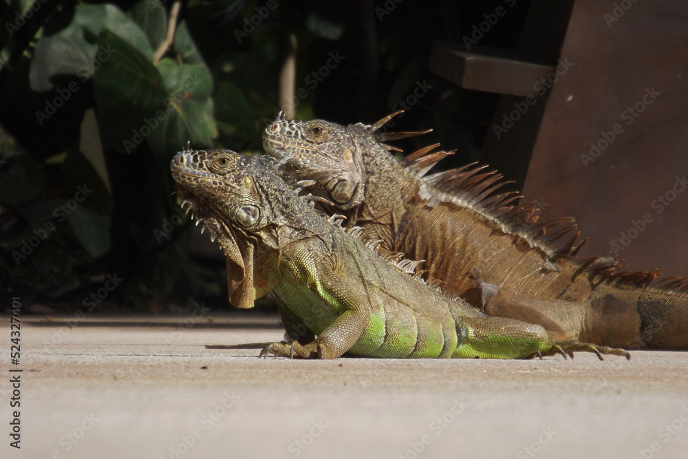 Portrait of 2 Green Iguanas(Iguana Iguana) with sun light green and