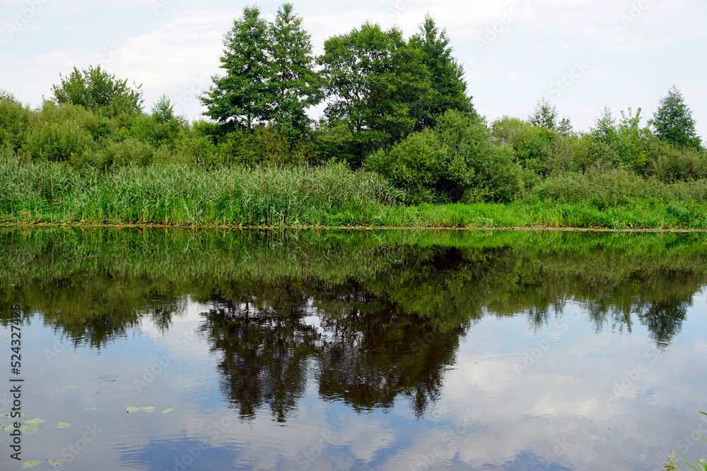 View of the left bank of the Berezina River near the Brilev field. Reflection. Hot summer day in August.