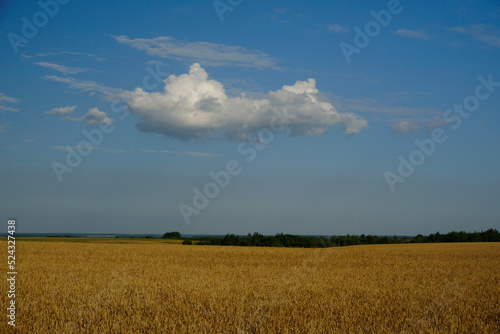 White cloud over the field. Uncompressed cereals. Rural view Hot summer day in August.