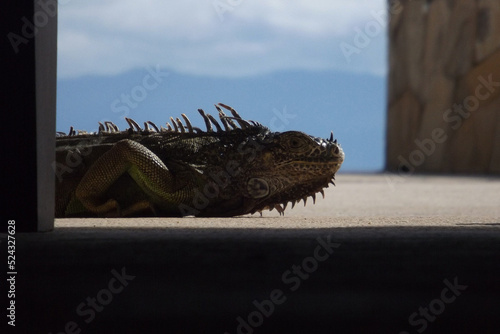 Iguana lying on its side on the ground with a shady floor in front and a landscape of mountains, clouds and sky in the background,Iguana recostada en el suelo con cielo,nuves y montañas de fondo © Carlos