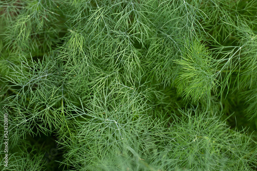 Natural background - dill close-up.