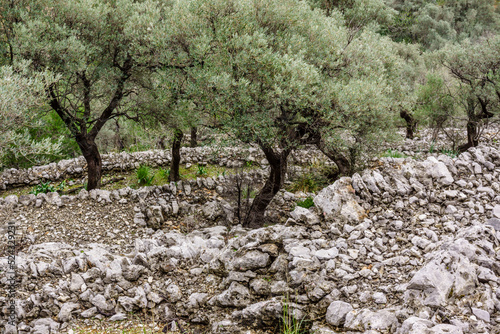 Olivar,Els Horts,ruta verde del olivo,Caimari.Mallorca.Islas Baleares. Spain, Mallorca,Islas Baleares,Spain. photo