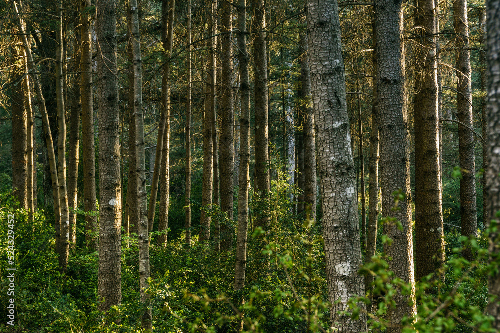 cedros del atlas, Foret Des Cedres, Parque Nacional de Luberon, Provenza,Francia, Europa cedros del atlas, Foret Des Cedres, Parque Nacional de Luberon, Provenza,Francia, Europa