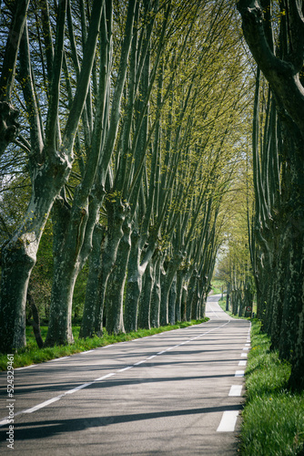 carretera parque natural regional de Luberon Provenza Francia  Europa