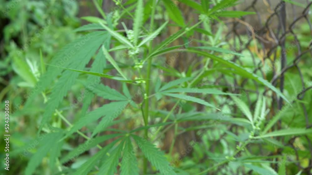 A bush of wild cannabis sways in the wind, close-up, selective focus A bush of wild cannabis sways in the wind, close-up, selective focus