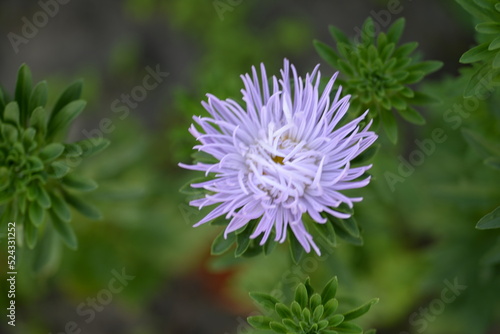 asters pink flowers  asters pink  autumn flowers  asters close-up  photo in good quality  photo close-up  background  photo in good quality  aster buds   purple  school flowers  white