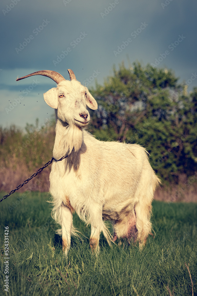 A white, horned goat with thick fur grazes in a meadow. A white goat grazing in a rural meadow looks away and dreams.
