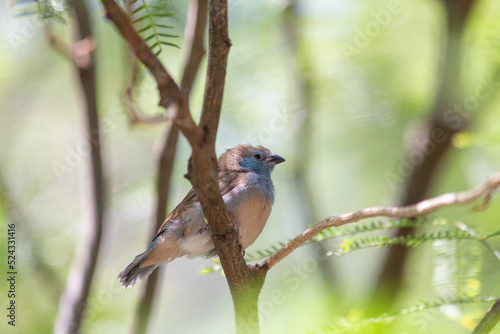 Blue capped cordon bleu Uraeginthus cyanocephalus bird perches among leafy green branches within the aviary garden