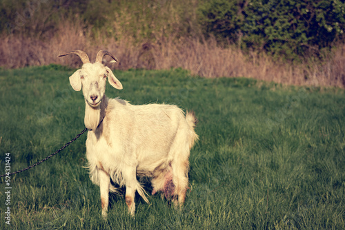 Fototapeta Naklejka Na Ścianę i Meble -  A white, horned goat with thick fur grazes in a meadow. A white goat grazing in a rural meadow looks into the camera and dreams.