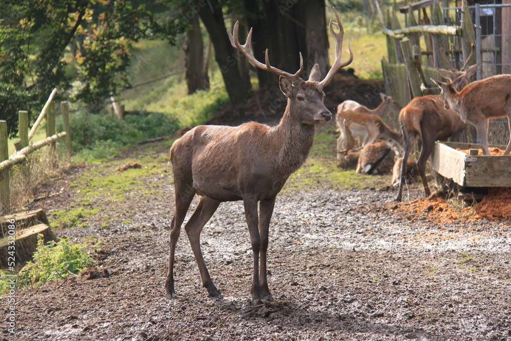 A deer with antlers stands in the enclosure A deer with antlers stands in the enclosure