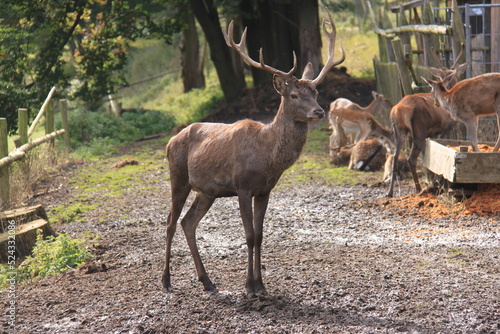 A deer with antlers stands in the enclosure