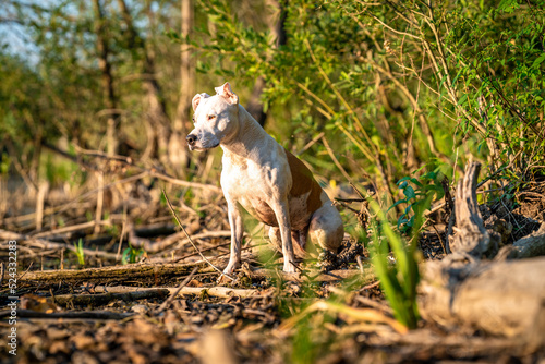 pit bull terrier on the shore of the lake, dog in nature at sunset