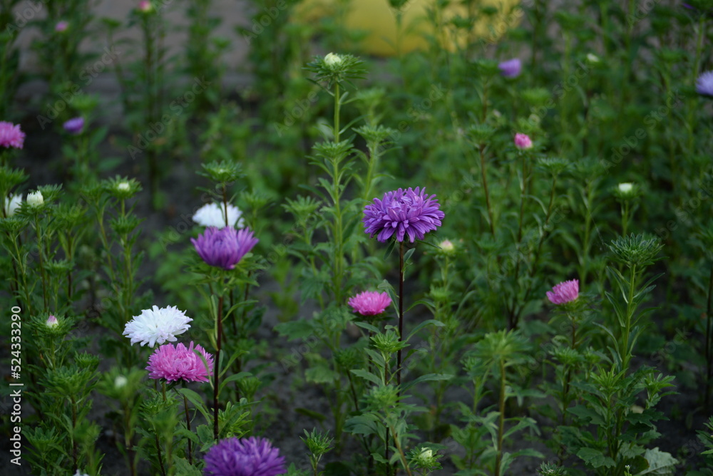 Fototapeta premium asters, pink, flowers, asters pink, autumn, flowers, asters close-up, photo in good quality, photo close-up, background, aster buds, purple, school, flowers, white asters