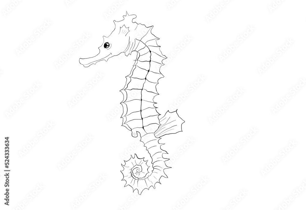 Black and white graphic art illustration of a sea horse. Idea for colouring books, icon or children’s art