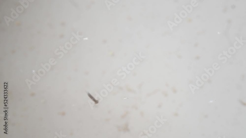 osquito larva squirming in standing water dangers of West Nile Malaria testing photo