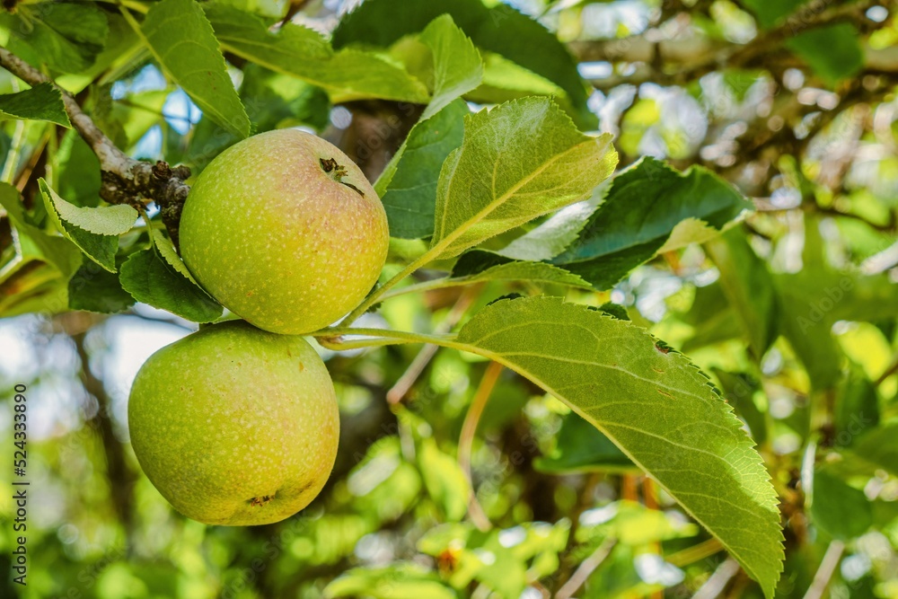 Apples still on the green tree