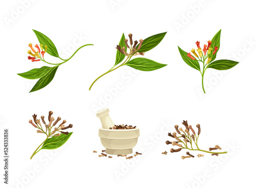 Pile of Dried Clove Aromatic Spice in Mortar with Pestle and Blooming Flower Vector Set