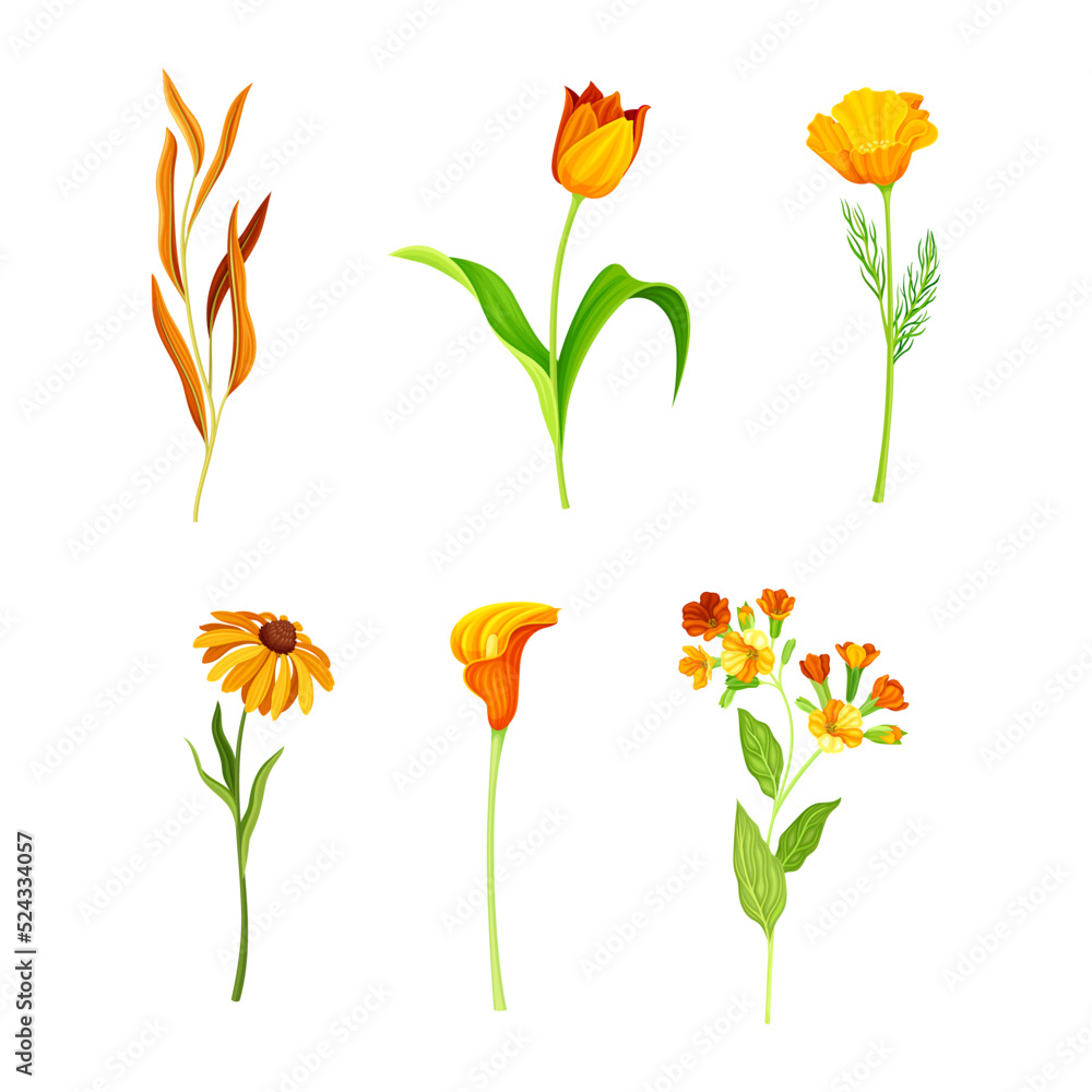 Beautiful Orange Flowers with California Poppy and Tulip Blossom on Stem Vector Set