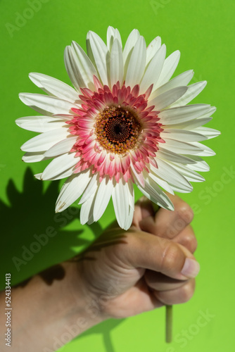 White gerbera flower in the hand on the green background, close up image