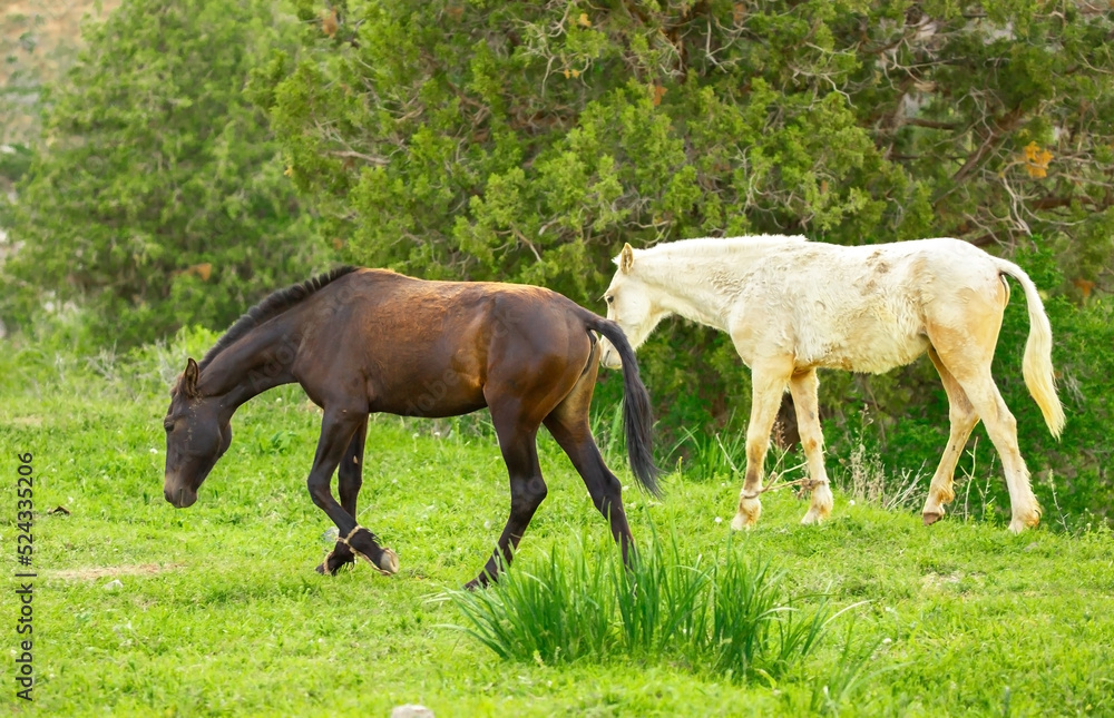 Horse and newborn foal on the background of mountains, a herd of horses graze in a meadow in summer and spring, the concept of cattle breeding, with place for text. Horse and newborn foal on the background of mountains, a herd of horses graze in a meadow in summer and spring, the concept of cattle breeding, with place for text.