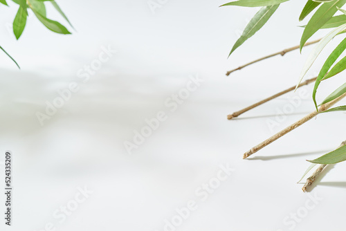 Natural white background with branches and green leaves. Mock up for displaying works