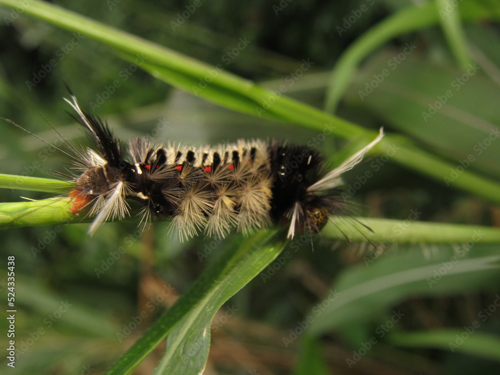Fototapeta premium Erebidae, photography dangerous larva covered with spines
