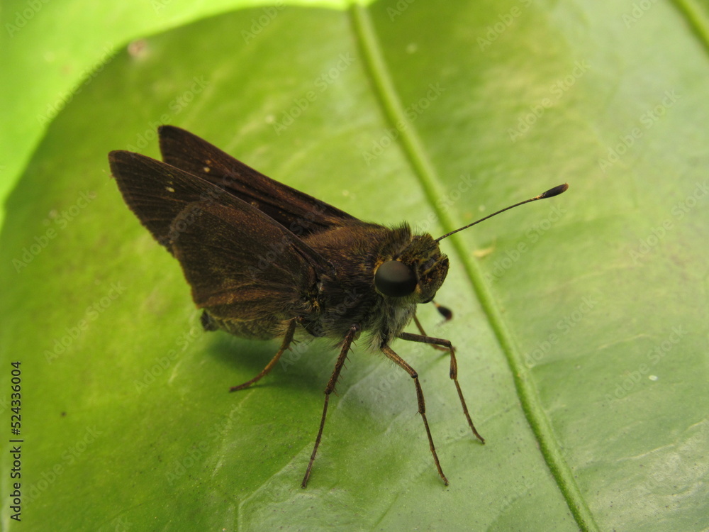Photography moth butterfly on a leaf Photography moth butterfly on a leaf
