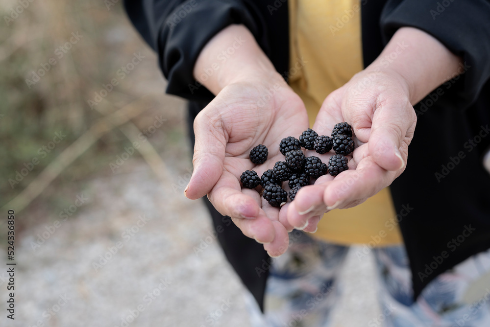 Picking delicious blackberries, in the hands of a woman Picking delicious blackberries, in the hands of a woman