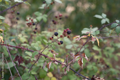 Delicious blackberries on a green branch in the forest. High quality photo.