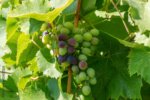 Fotografie bunch of grapes