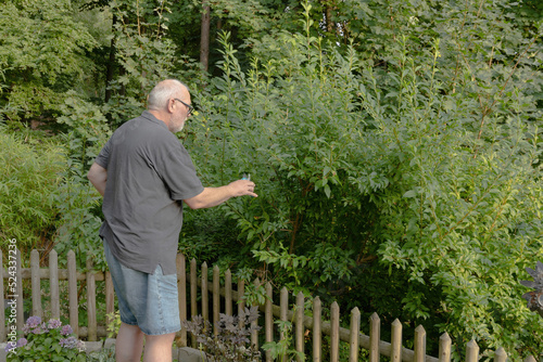 old man is working on a forsythia shrub