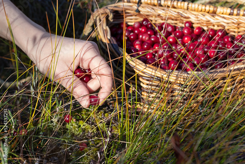 Woman's hand picking ripe cranberries in the swamp