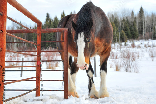 Photography Brown  colored Clydesdale horse in winter along metal rustic fence