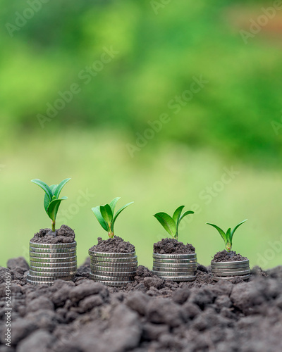Money growth in soil with green leaves and trees concept, business and farming success finance. Agriculture plant seeding growing step concept in garden