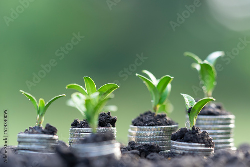 Money growth in soil with green leaves and trees concept, business and farming success finance. Agriculture plant seeding growing step concept in garden