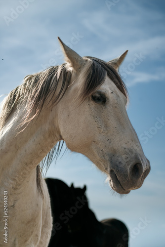 Beautiful horse at sunset. low angle shot